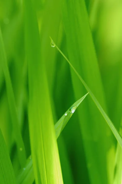 Rumput Hijau Dengan Tetes Embun — Stok Foto