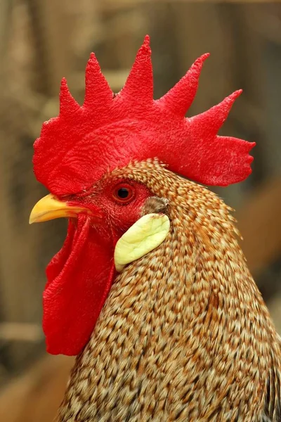 Aves Domésticas Granja — Foto de Stock