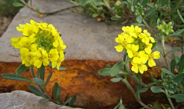 Alyssum Montanum Ouro Montanha — Fotografia de Stock