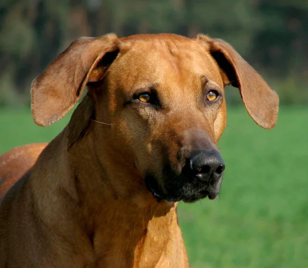 Männlich Kiomo Amani Rufen Sie Name Jack — Stockfoto