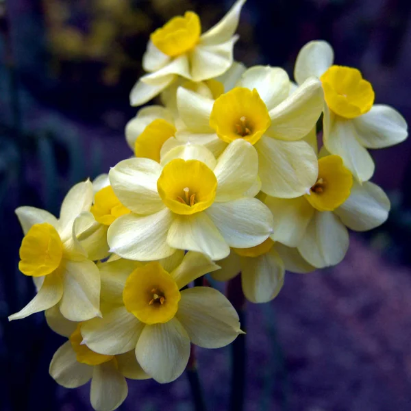 Tazetta Narciso Tazetta Var Chinen — Fotografia de Stock