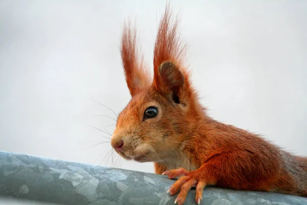自然界中的松鼠 毛茸茸的松鼠 — 图库照片
