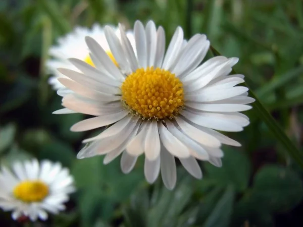 Gänseblümchen Voller Blüte — Stockfoto