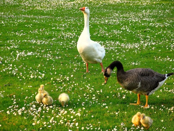 Festői Kilátás Gyönyörű Madár Természetben — Stock Fotó