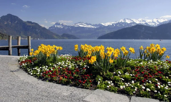 Idyllische Badplaats Weggis Ligt Zonnige Zuidelijke Flank Rigi Direct Aan — Stockfoto