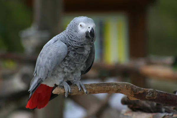 Scenic View Beautiful Parrot Bird — Stock Photo, Image