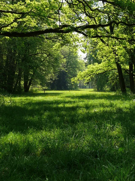 Zielona Trawa Parku — Zdjęcie stockowe