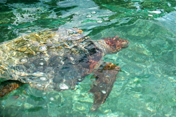 Tropische Schildkröte Tier Naturfauna — Stockfoto