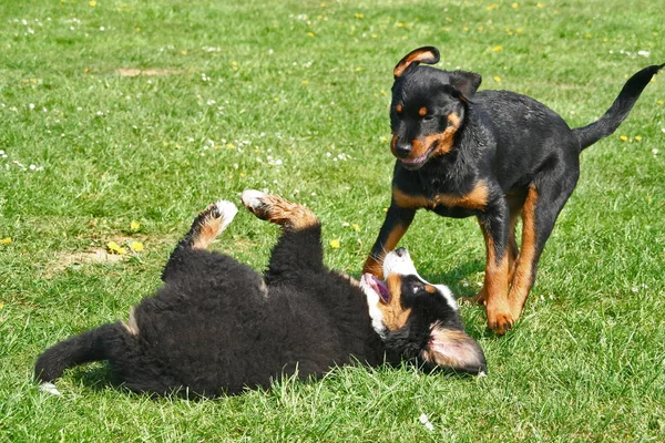 Hetes Kölykök Rottweiler Bernese Mountain Dog — Stock Fotó
