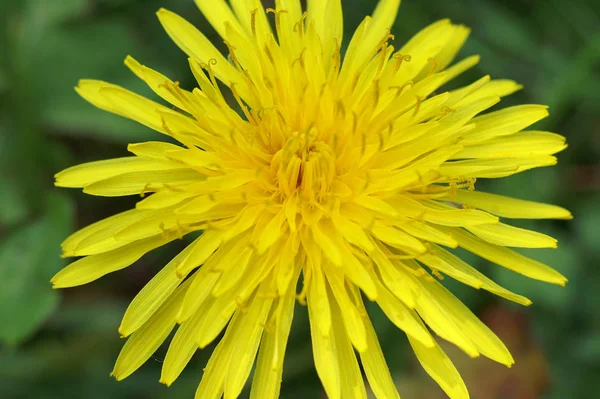 Primo Piano Vista Del Fiore Naturale Tarassaco — Foto Stock