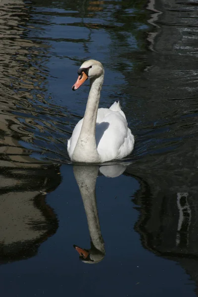 Vacker Utsikt Över Vacker Fågel Naturen — Stockfoto