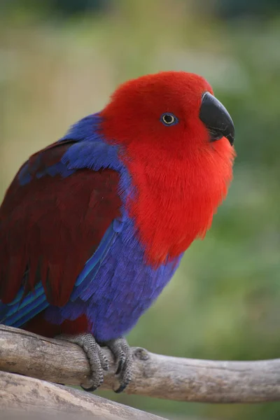 Eclectus Roratus Fêmeas Macho Completamente Diferente Colorido Verde Com Bordas — Fotografia de Stock