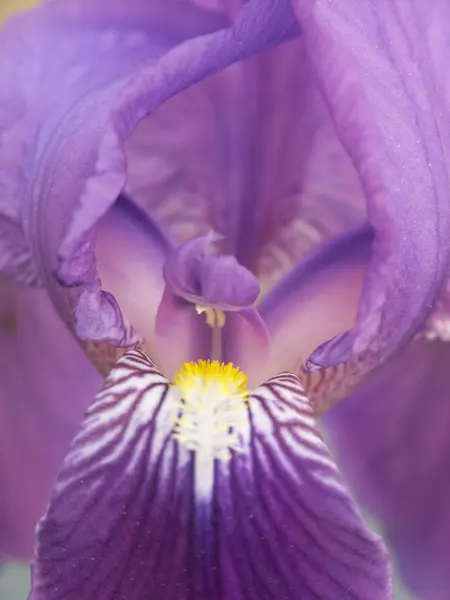 Malowniczy Widok Piękny Kwiat Tęczówki — Zdjęcie stockowe