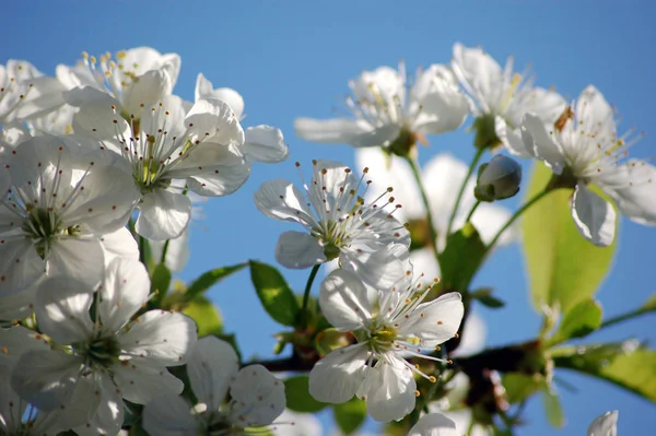 木の上の春の花桜 — ストック写真