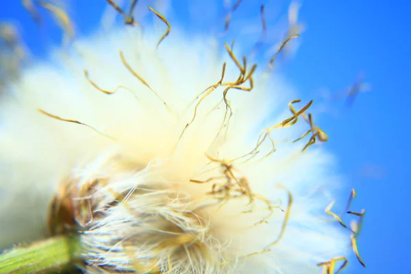 Nahaufnahme Eines Abgestorbenen Baumes Mit Einer Blume — Stockfoto