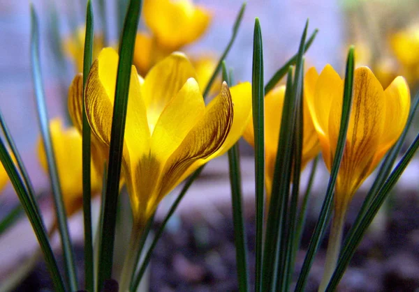 Premières Fleurs Printanières Crocus — Photo