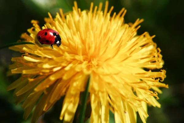 可愛いテントウムシの姿を間近で見る — ストック写真