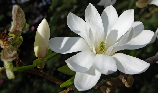 Magnolia Flower Petals Spring Flora — Stock Photo, Image