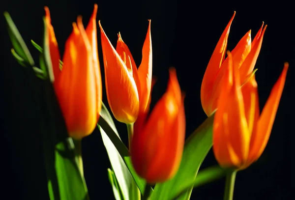 Tulipa Flores Pétalas Flora Primavera — Fotografia de Stock