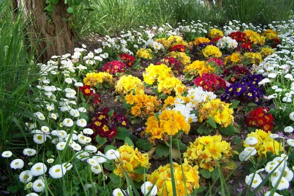 Vacker Botanisk Skott Naturliga Tapeter — Stockfoto