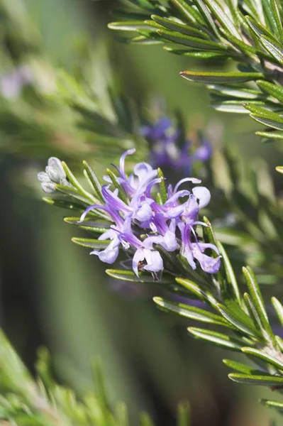 Rosmarino Verde Flora Vegetale Vegetale — Foto Stock