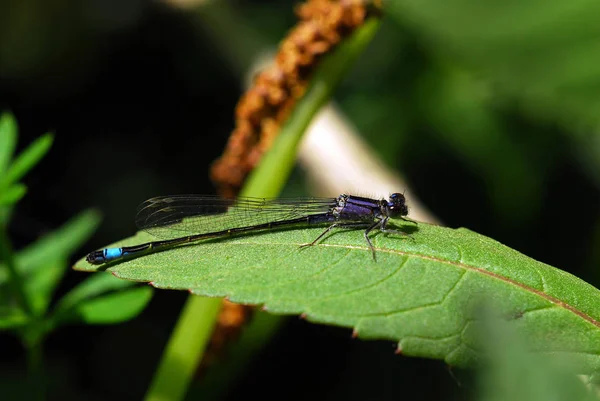 Primo Piano Macro Vista Insetti Libellula — Foto Stock