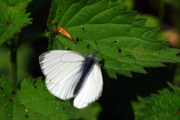 Vista Primer Plano Hermosa Mariposa Colorida —  Fotos de Stock