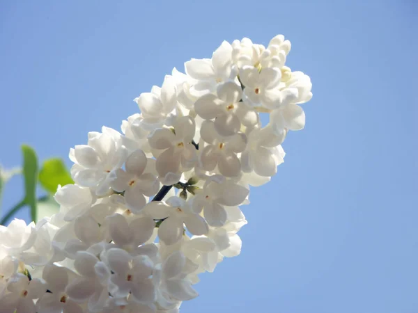 Tavasz Orgona Virágzó Virágok Növény — Stock Fotó