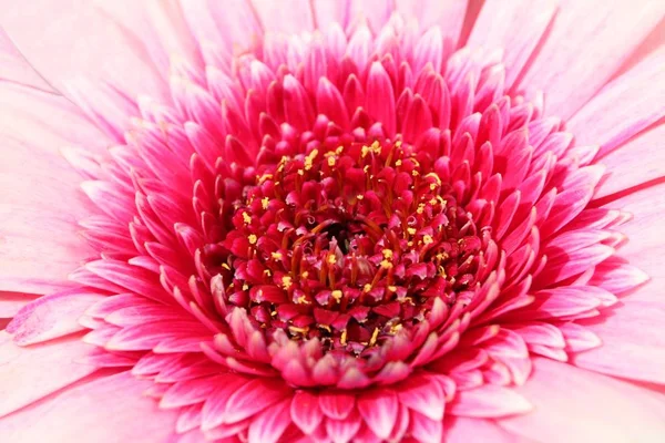 Gerbera Blütenblätter Flora — Stockfoto