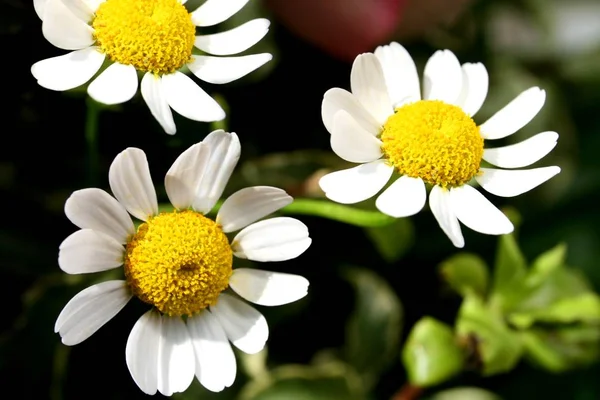 Hermosas Flores Concepto Floral Fondo Naturaleza — Foto de Stock