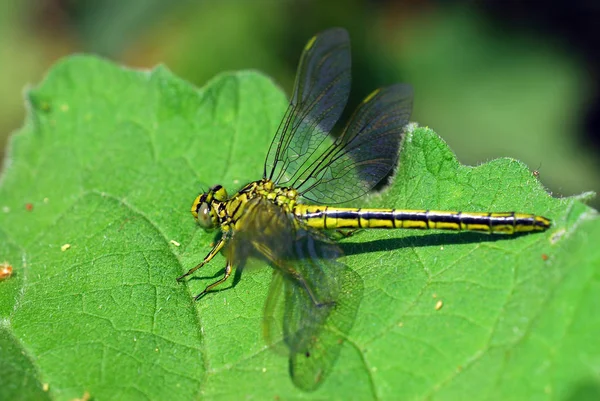 Természet Rovar Szitakötő Odonata Légy — Stock Fotó