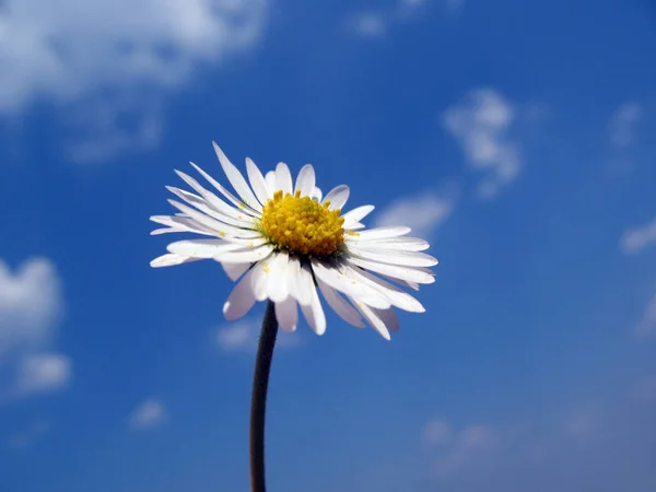 Marguerite Pleine Fleur — Photo