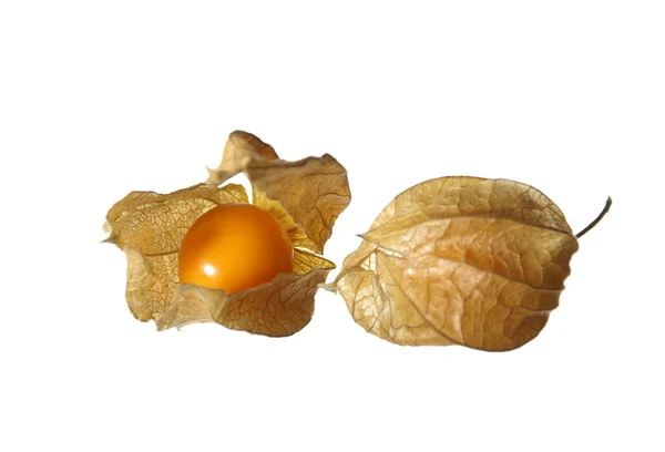 Physalis Aperto Chiuso — Foto Stock