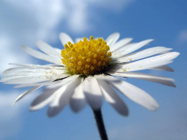 Margarida Plena Flor — Fotografia de Stock