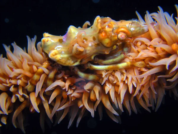 Marine Life Underwater Photo — Stock Photo, Image