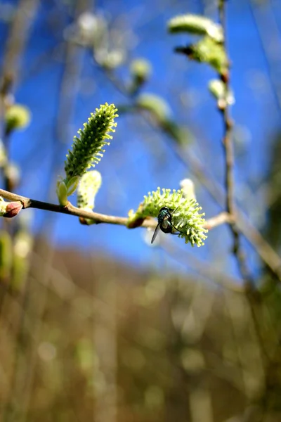 树枝上的春花 — 图库照片