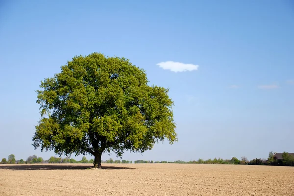 Nature Flora Botany Tree — Stock Photo, Image