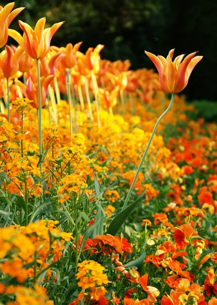 草场上盛开的郁金香花 春天的植物 — 图库照片