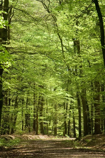 美丽的森林风景 — 图库照片
