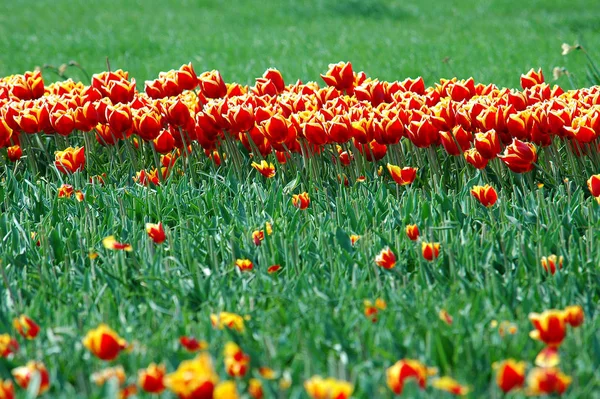 Hermosos Tulipanes Primavera Flores Flora — Foto de Stock