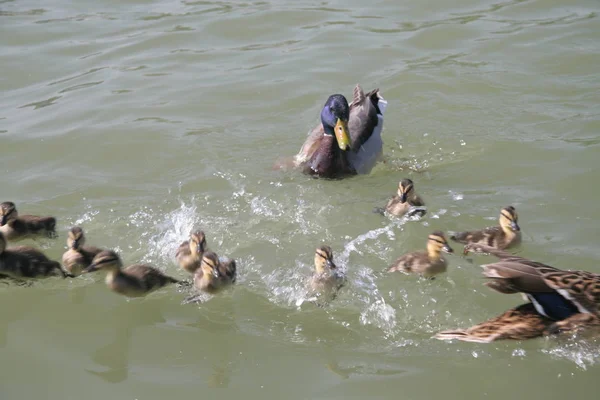 Dos Patos Lago — Foto de Stock