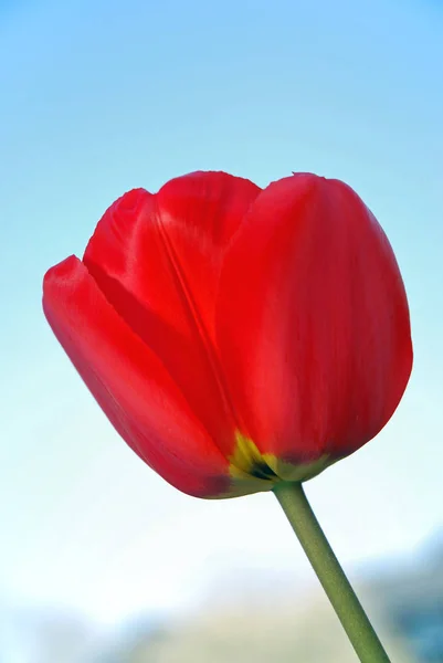 Schöne Tulpen Blumen Blütenblätter Flora — Stockfoto