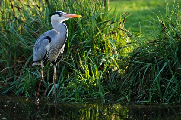 Vue Panoramique Bel Oiseau Nature — Photo