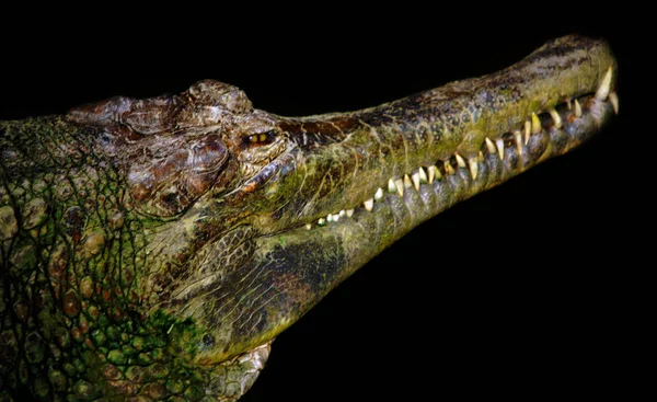 Dentes Gavial — Fotografia de Stock