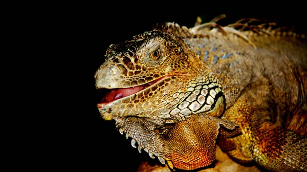 Exotische Hagedis Dier Leguaan Reptiel — Stockfoto