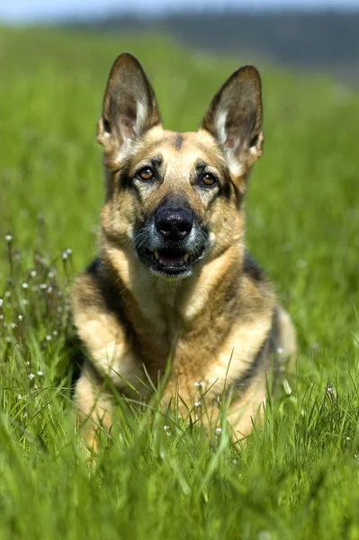 Cane Pastore Tedesco Animale Domestico — Foto Stock