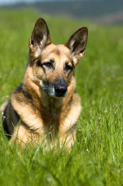 Alman Çoban Köpeği Hayvan Evcil Hayvanı — Stok fotoğraf