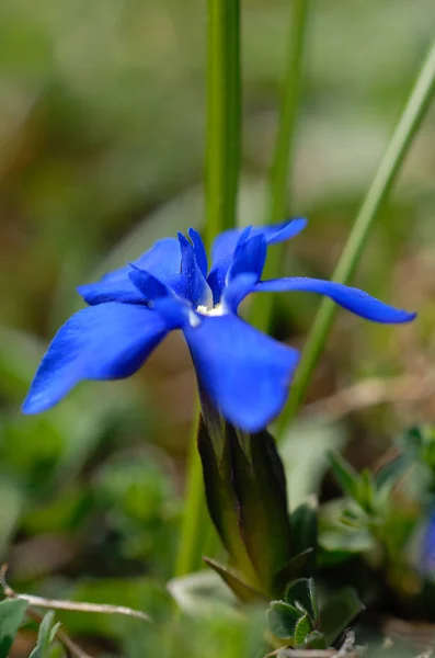 Flores Gentianas Campo Prado — Fotografia de Stock