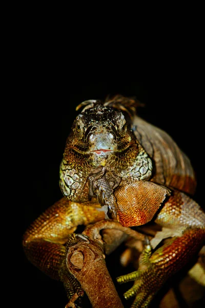 Primer Plano Lagarto Hábitat Concepto Salvajismo — Foto de Stock