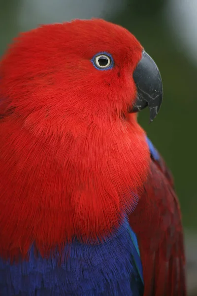 Eclectus Roratus Fêmeas Macho Completamente Diferente Colorido Verde Com Bordas — Fotografia de Stock